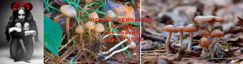 Галлюциногенные грибы Magic Shrooms  omg онион  Руза  сколько стоит 